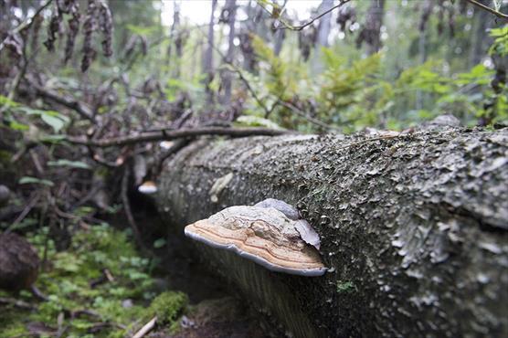 Kääpä lahopuulla